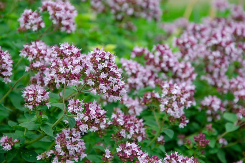 Origanum vulgarwe – Wilde Marjolein - winterhard - inheemse kruidenplanten